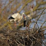 Die Pappel-Störche: Nestbauarbeiten 02