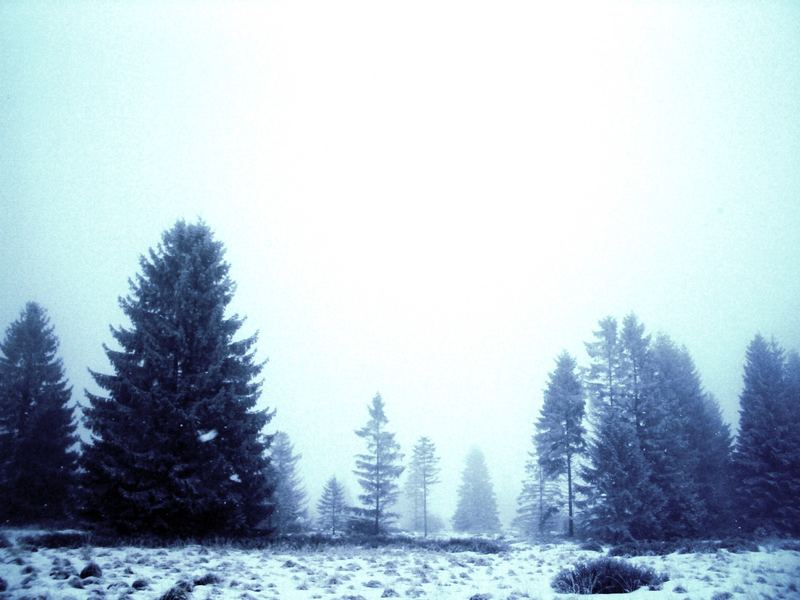 die parabel vom winterlichen moor.