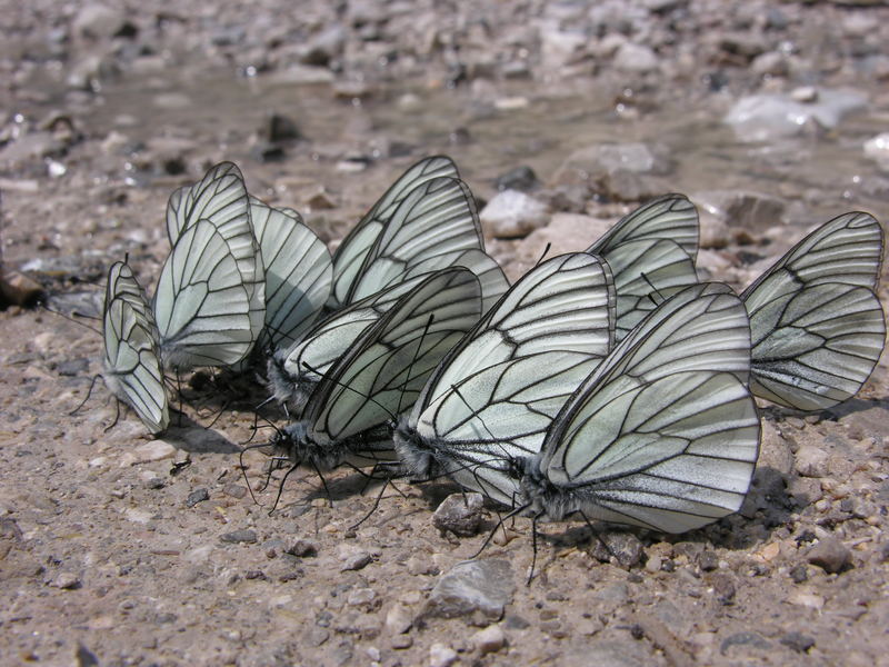 Die Parade der Schmetterlinge