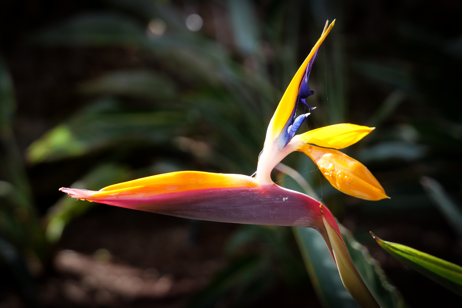 Die Paradiesvogelblume (Strelitzia reginae) 