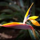 Die Paradiesvogelblume (Strelitzia reginae) 