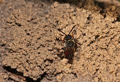 Die parasitische Wespenbiene Nomada fabriciana verläßt das Nest des Wirtes
