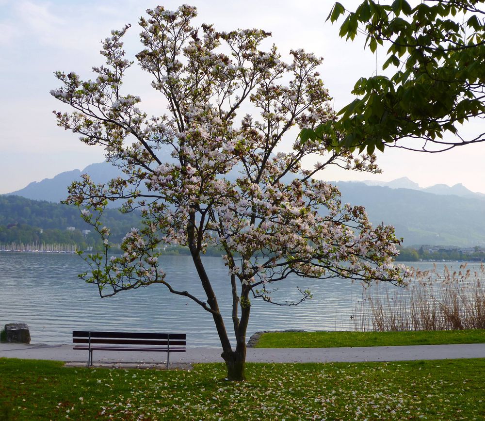 Die Parkbank am Vierwaldstättersee ...