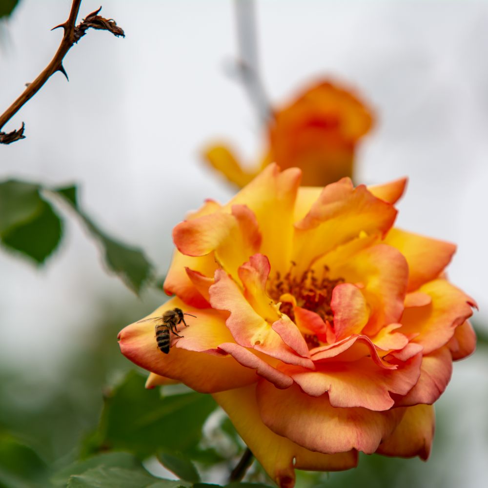 Die Parure d`or Foto & Bild pflanzen, pilze & flechten, blüten