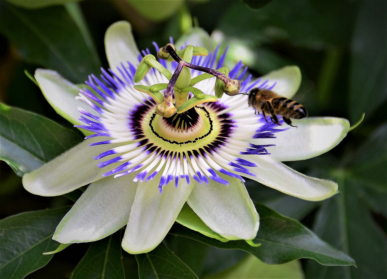 Die Passionsblume, ein Mittwochsblümchen.