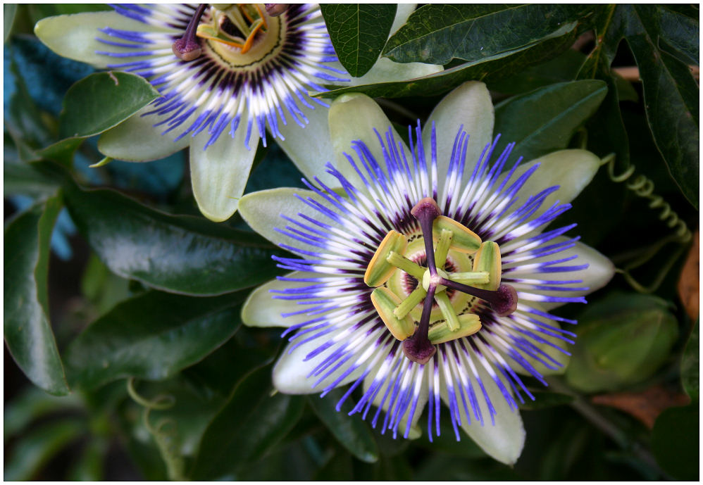 Die PASSIONSBLUME I Die wahrscheinlich außergewöhnlichste Blume der