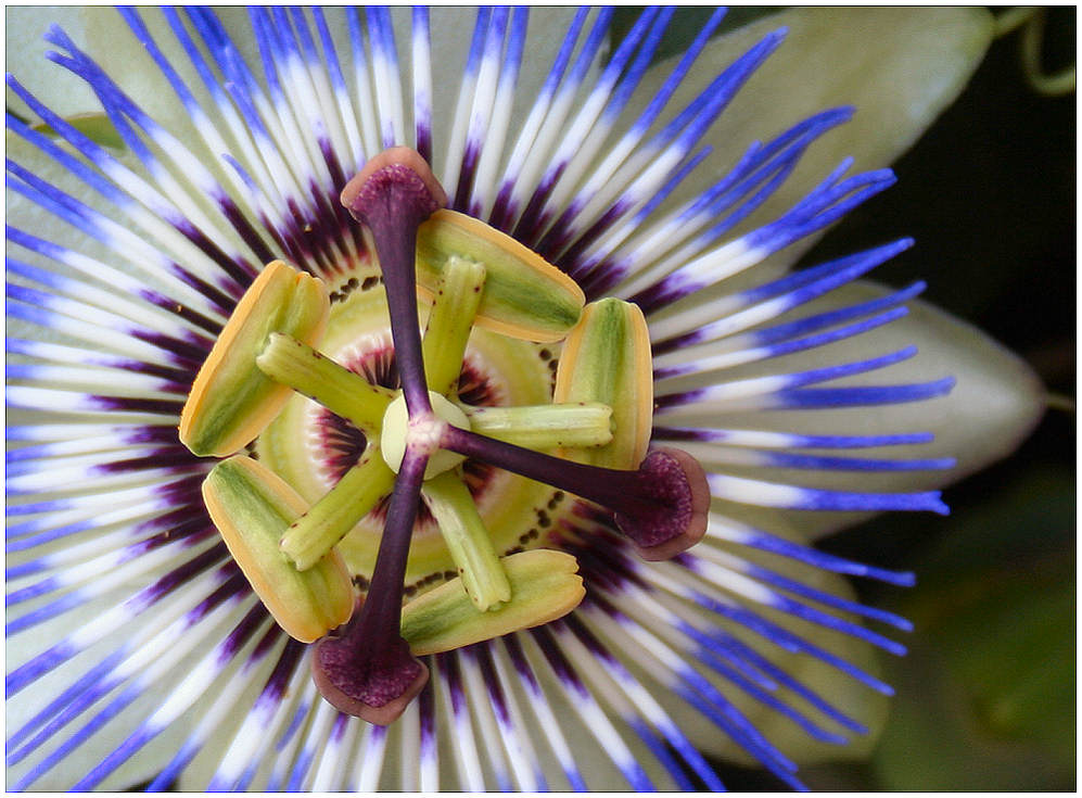 Die PASSIONSBLUME II - Die wahrscheinlich außergewöhnlichste Blume der Welt!