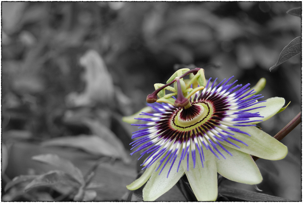 Die Passionsblume im Garten