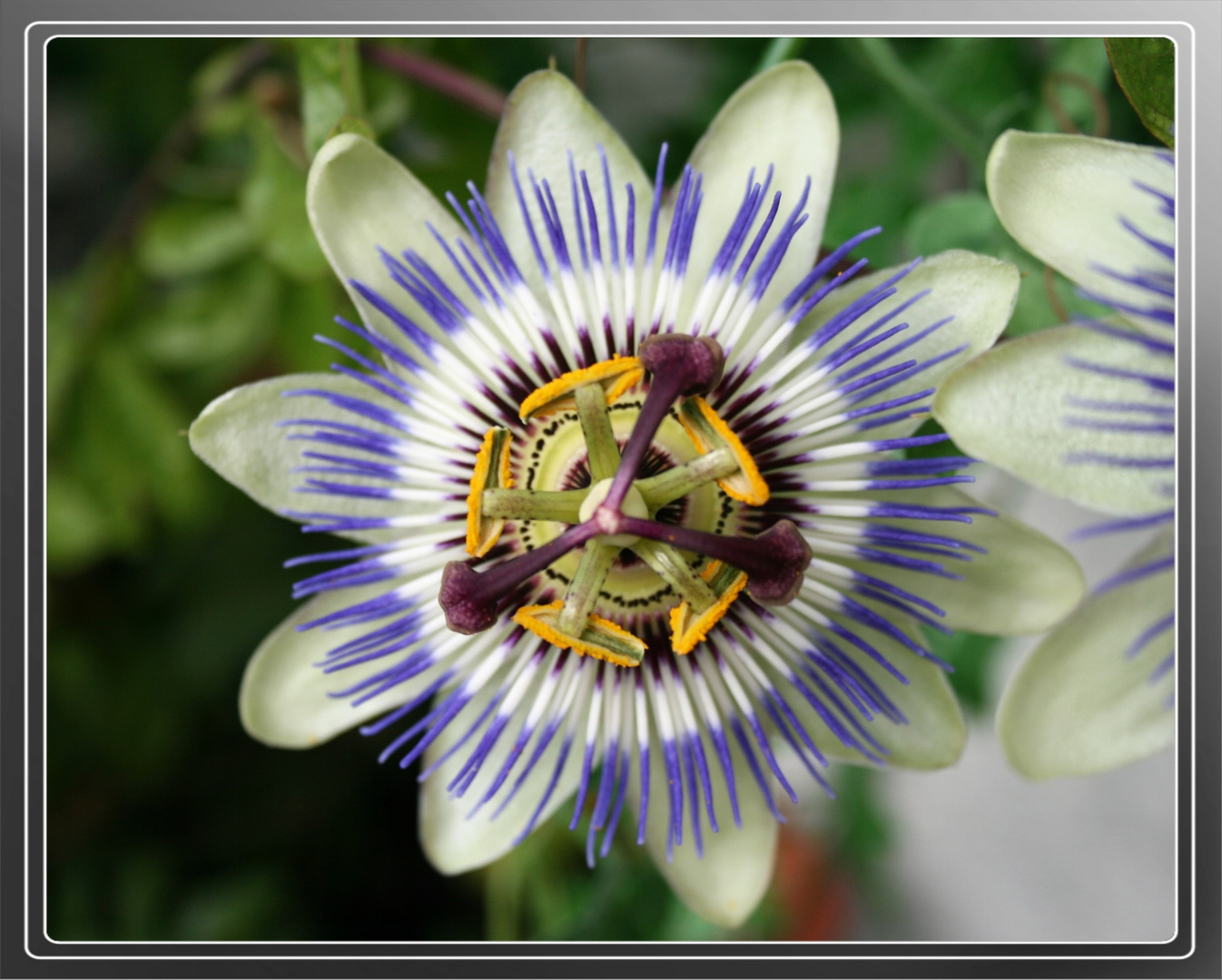 Die Passionsblume (Passiflora)