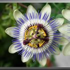 Die Passionsblume (Passiflora)