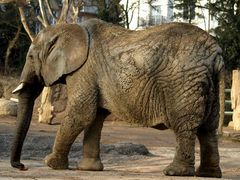 Die Patriarchin im Basler Zoo