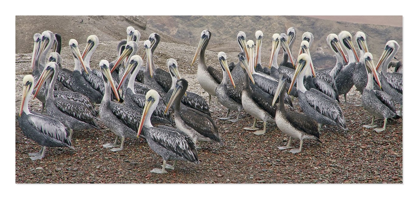 die Pelikane auf der Ballestas-Inseln