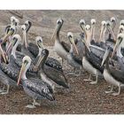 die Pelikane auf der Ballestas-Inseln