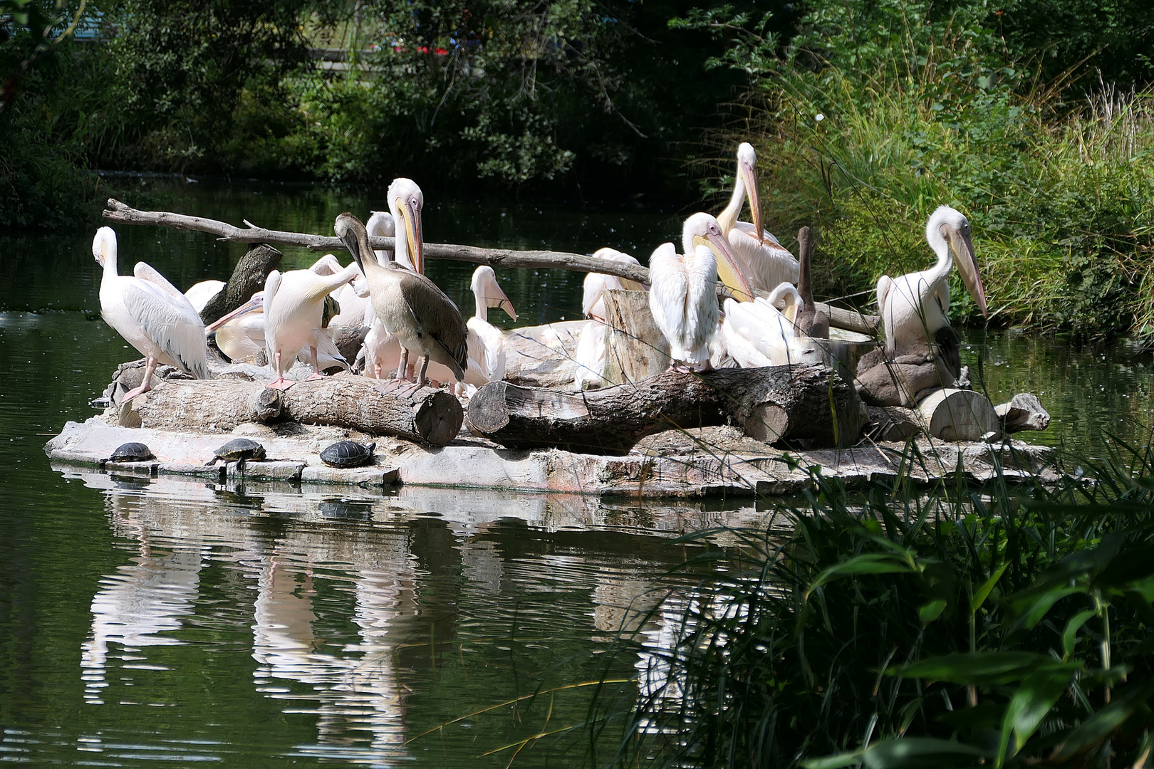 Die Pelikane im Kölner Zoo . . .