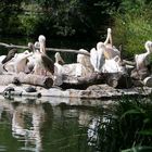 Die Pelikane im Kölner Zoo . . .