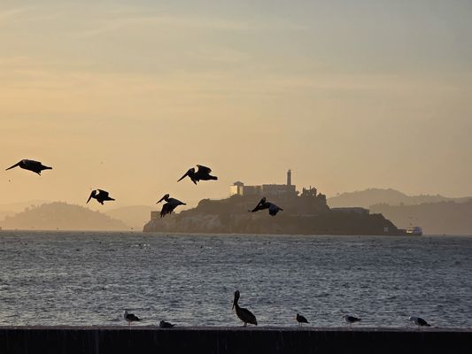 Die Pelikane von Alcatraz