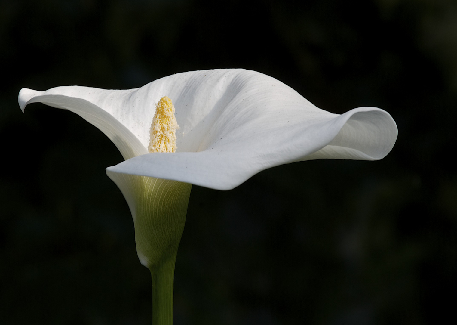 Die perfekte Blüte.