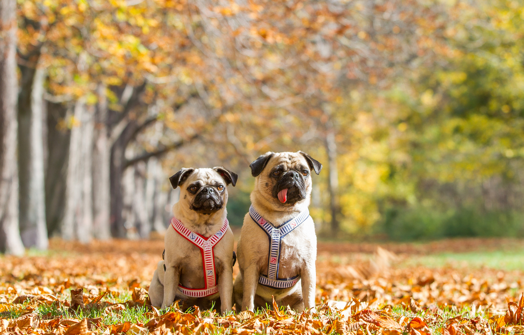 Die perfekte Herbst-Location :-)