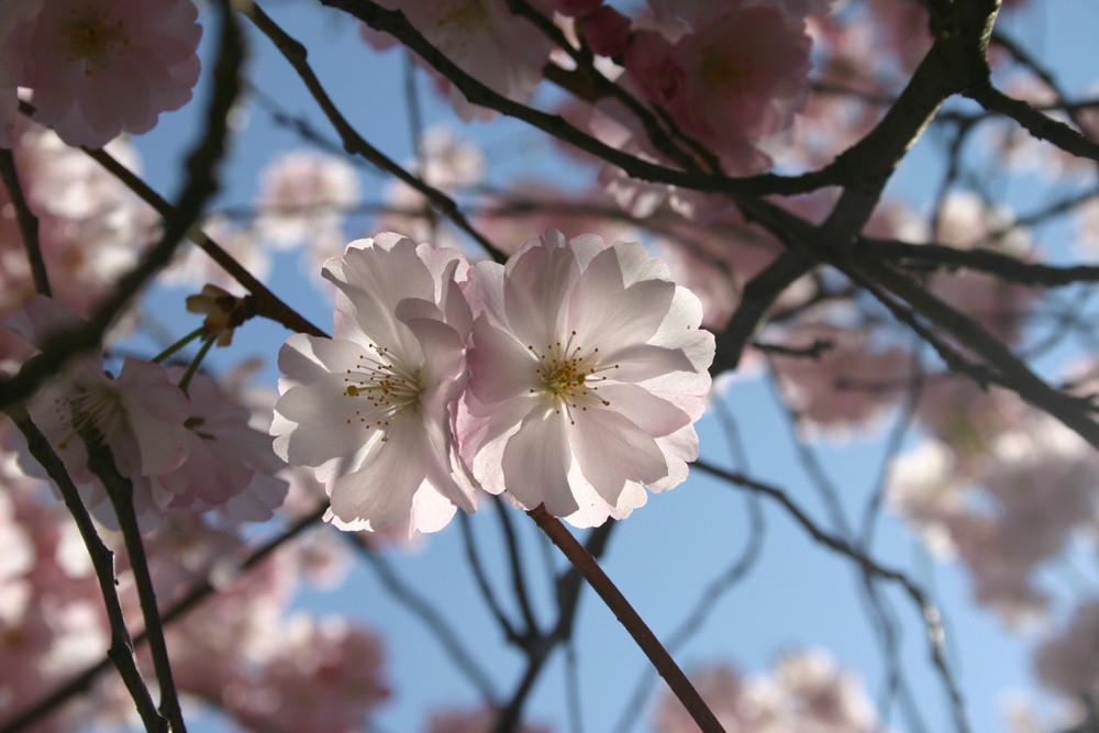 Die perfekte Kirschblüte