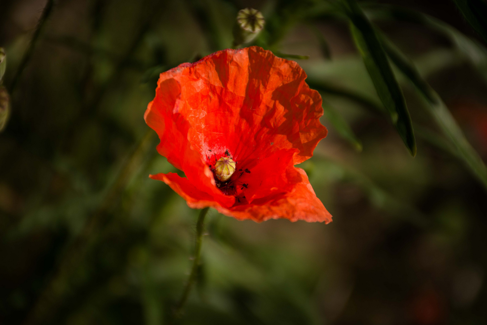 Die perfekte Mohn-Blüte