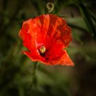 Die perfekte Mohn-Blüte