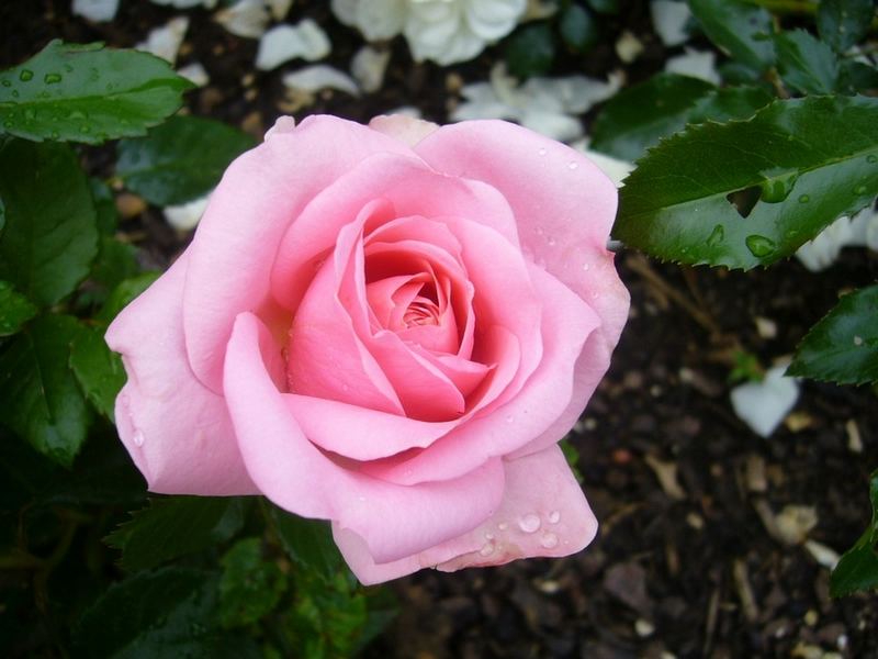 Die perfekte Rose