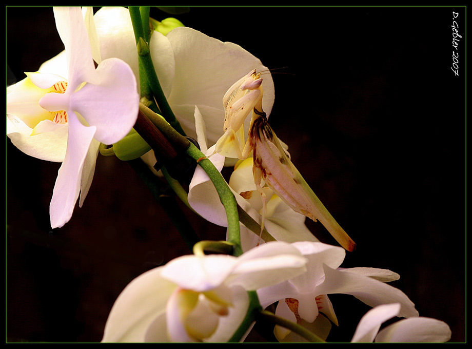 Die perfekte Tarnung 1, Orchideen Gottesanbeterin