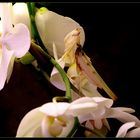 Die perfekte Tarnung 1, Orchideen Gottesanbeterin