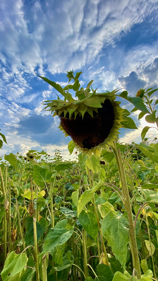 Die perfekte unperfekte Sonnenblume