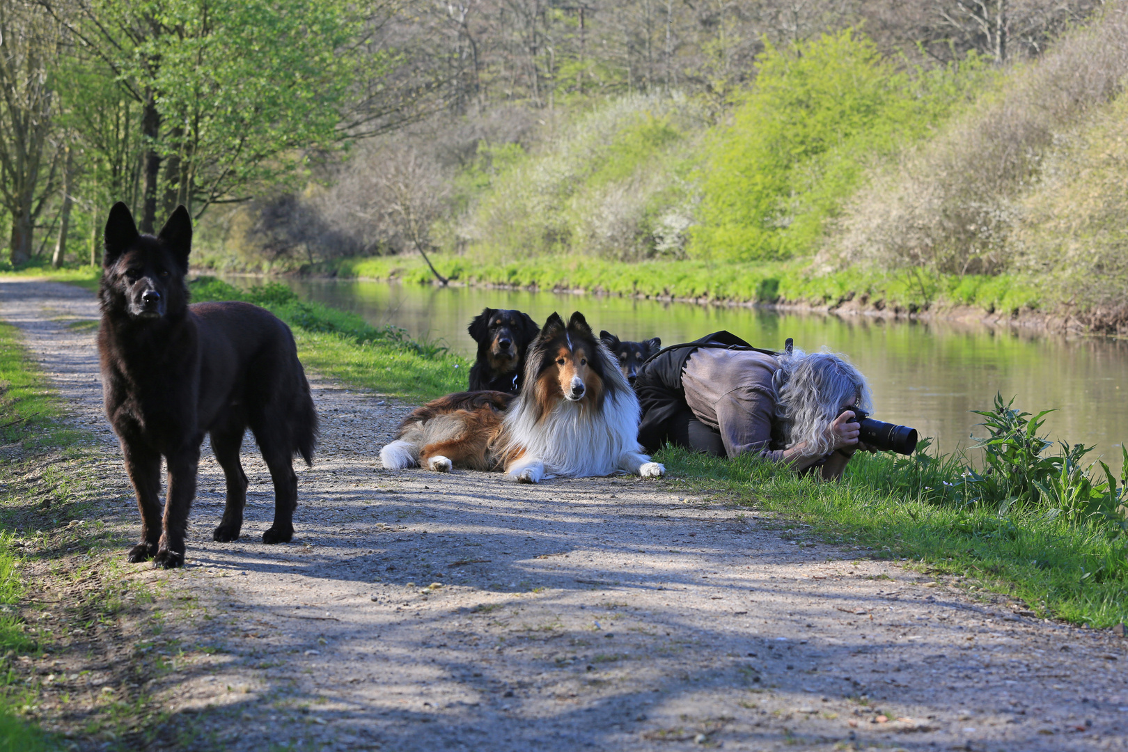 Die perfekten Fotografenhunde ...