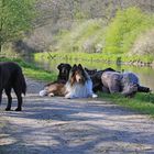 Die perfekten Fotografenhunde ...