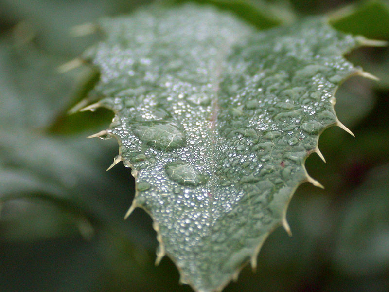 Die Perlen der Natur