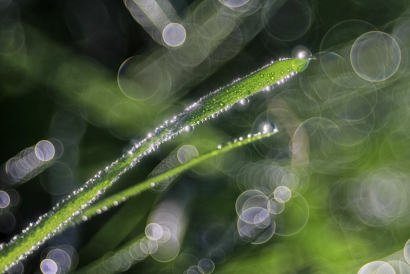 Die Perlen der Natur