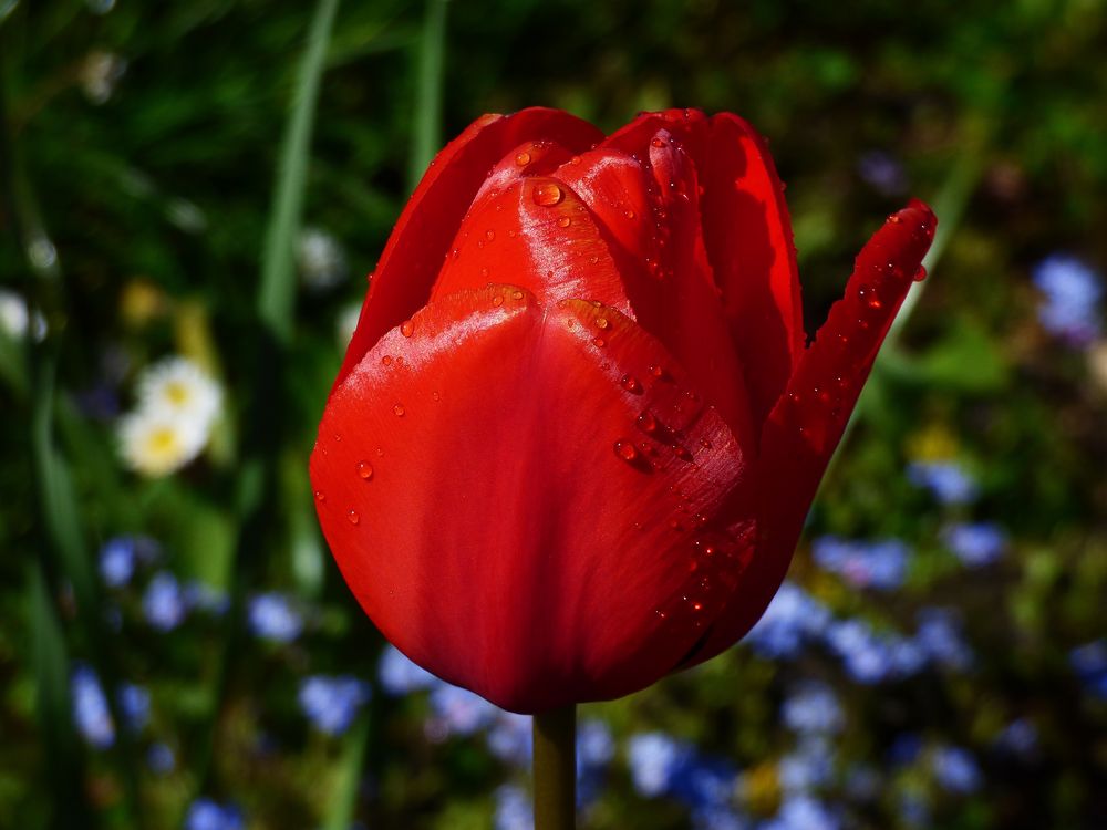 Die Perlen der Tulpe