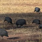 Die Perlhühner der Serengeti