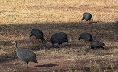 Die Perlhühner der Serengeti