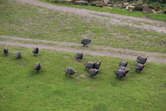 die Perlhühner machten ganz schön Krach