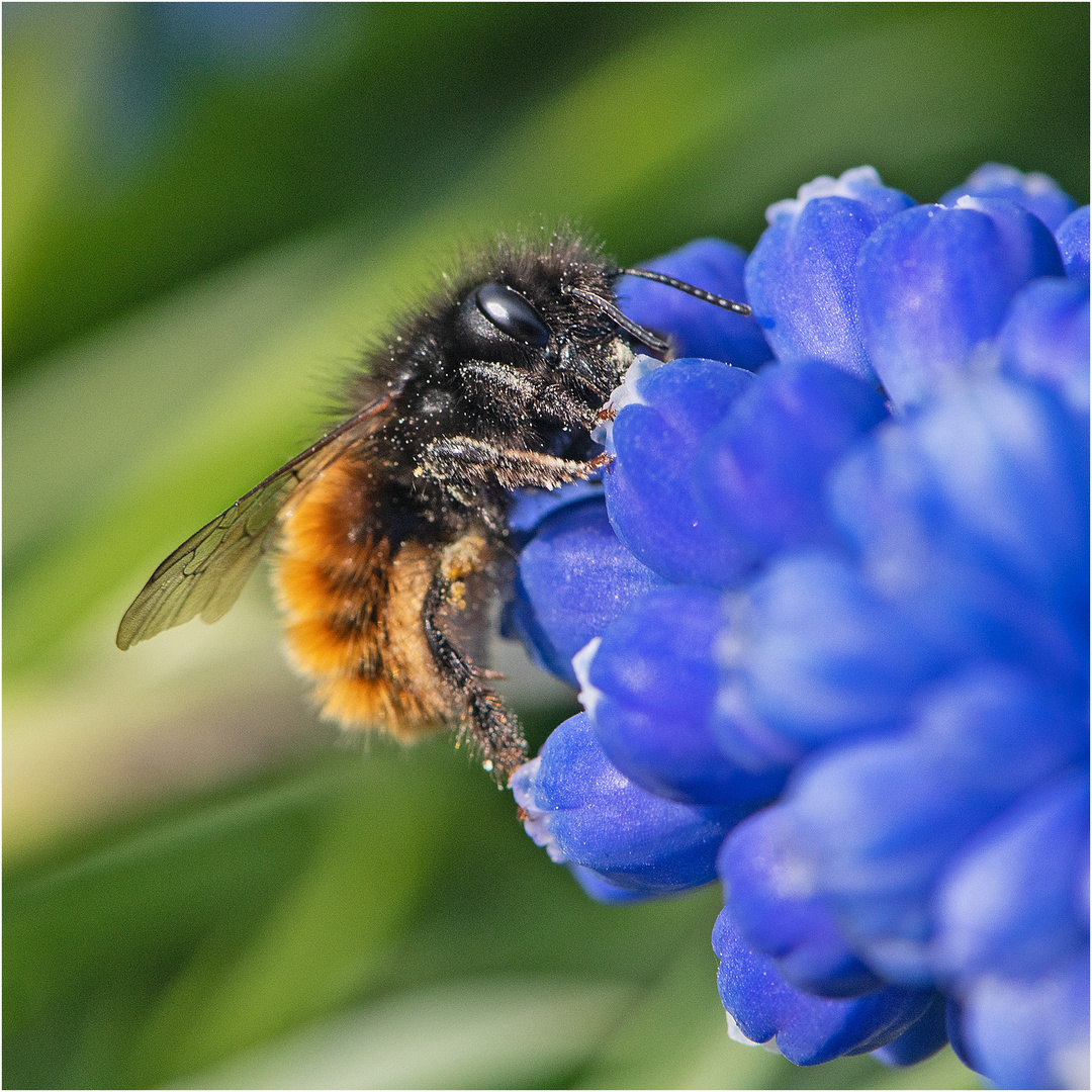 Die Perlhyazinthen scheinen die Mauerbienen . . .