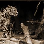 Die persische Leopardin Azizam  ...