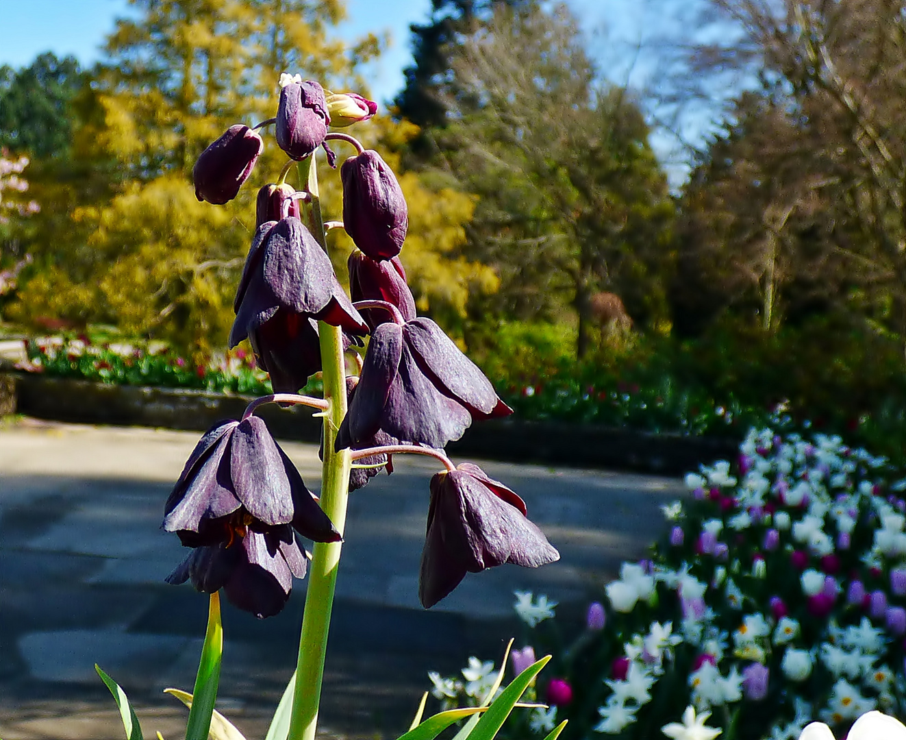 Die Persischen Glockenlilien . . .