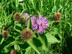 Die Perücken- Flockenblume (Centaurea pseudophygria)