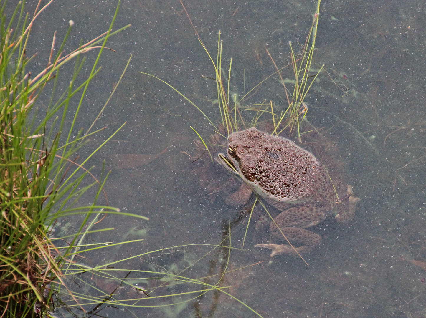 Die Pest hat Kakadu erreicht