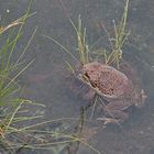 Die Pest hat Kakadu erreicht