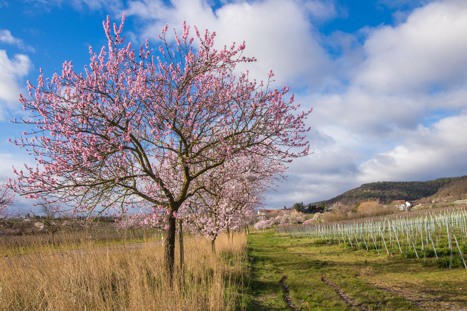 Die Pfalz färbt sich rosa