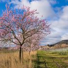 Die Pfalz färbt sich rosa