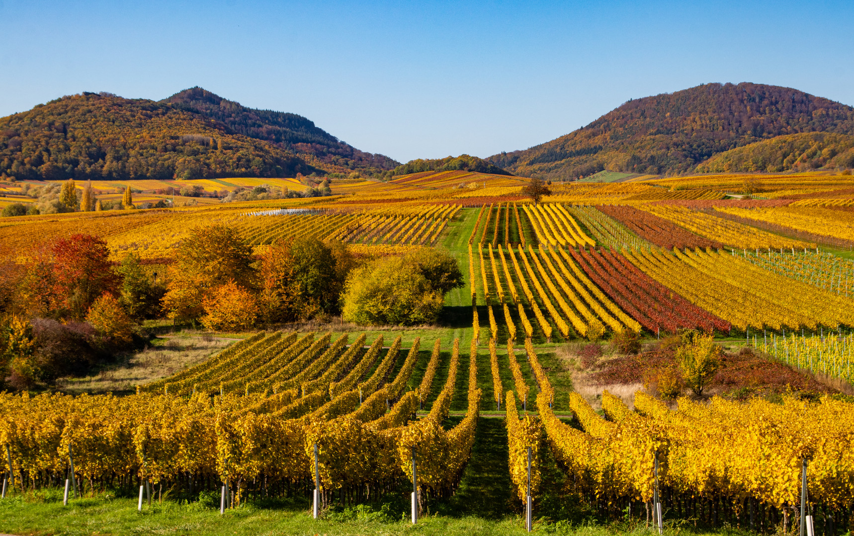 Die Pfalz im Farbenrausch