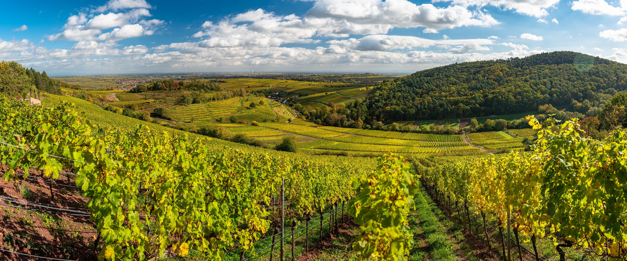 Die Pfalz im Herbst