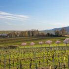 Die Pfalz im rosa Kleid