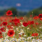 Die Pfalz kleidet sich rot