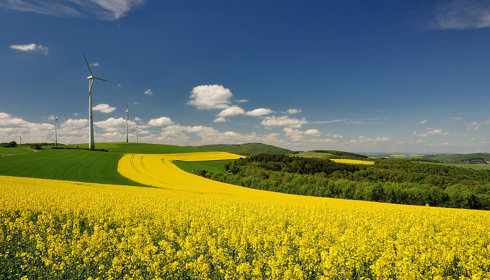 Die Pfalz leuchtet in schönsten Frühlingsfarben. 2